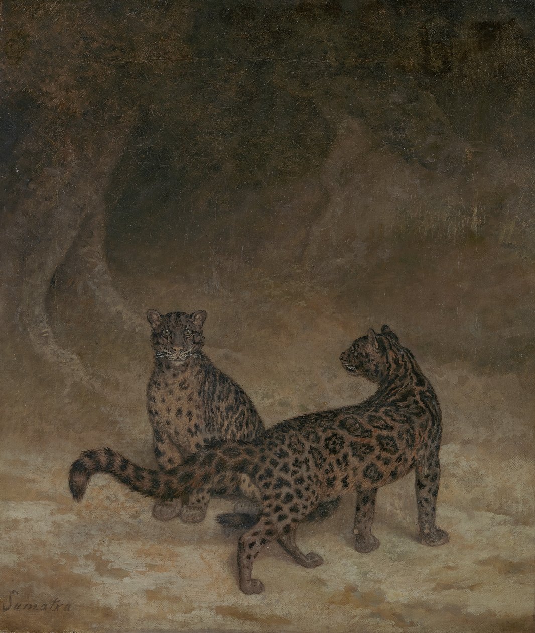 ليوبارد غائم ، c.1825 بواسطة جاك لوران اجاسي