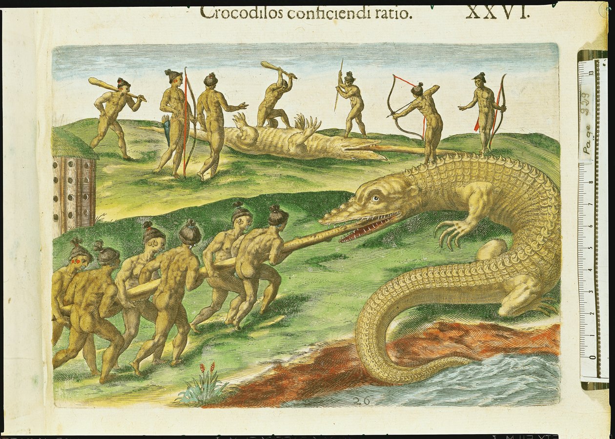 تمساح الصيد ، من "Brevis Narratio" ، منقوش بواسطة Theodore de Bry (1528-98) 1563 (تفاصيل 180138) بواسطة جاك لو موين