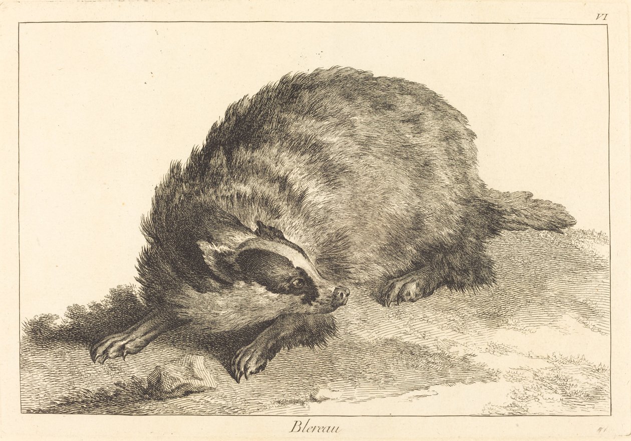Blereau (Badger) بواسطة جاك فيليب لو باس وجان إريك رين بعد جان بابتيست أودري
