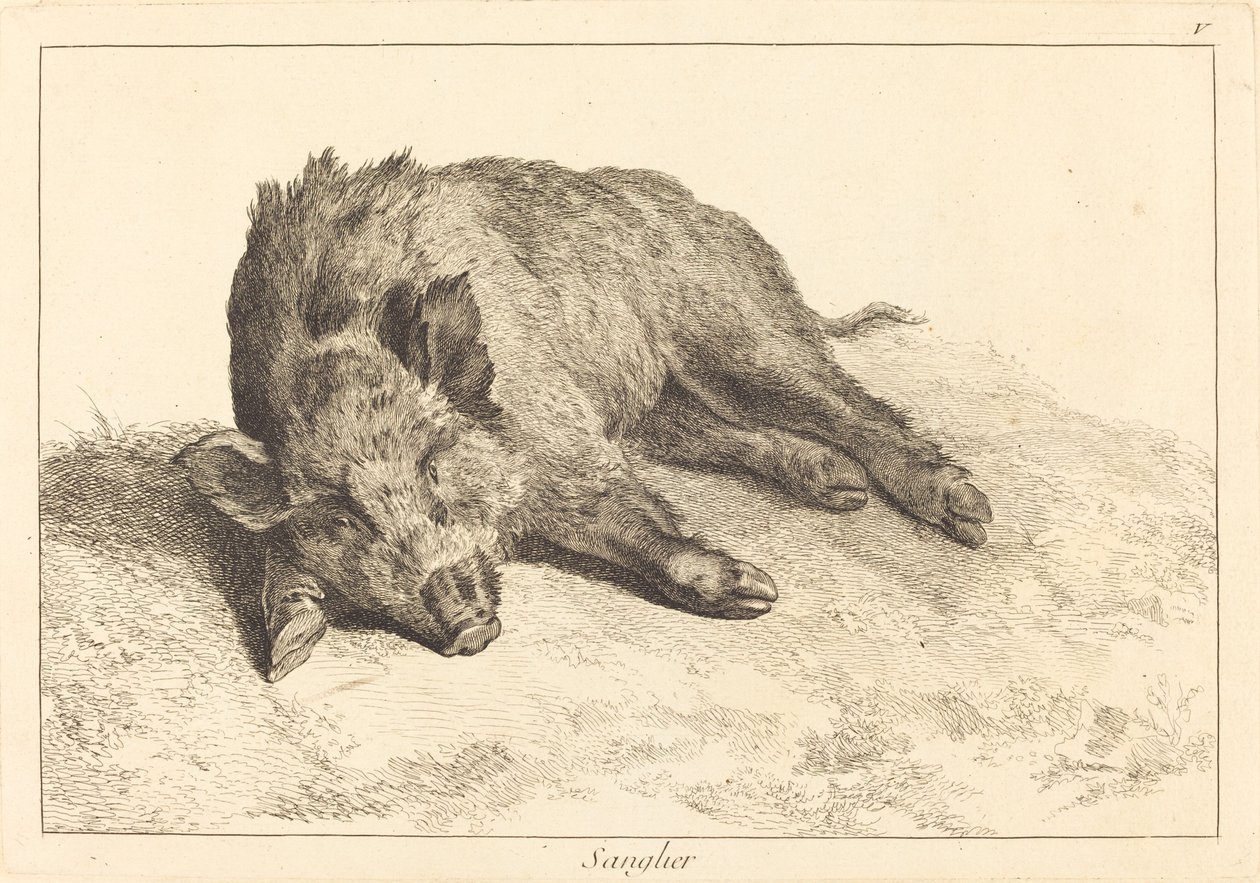 Sanglier (خنزير بري مستلقٍ ، اتجه إلى اليسار) بواسطة جاك فيليب لو باس وجان إريك رين بعد جان بابتيست أودري