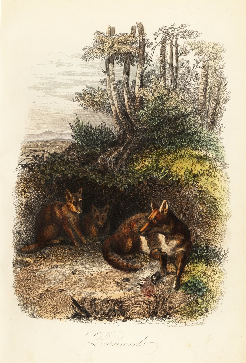 عائلة الثعالب الحمراء ، Vulpes vulpes ، خارج عرين بواسطة جاك ريموند (بعد) براسكاسات