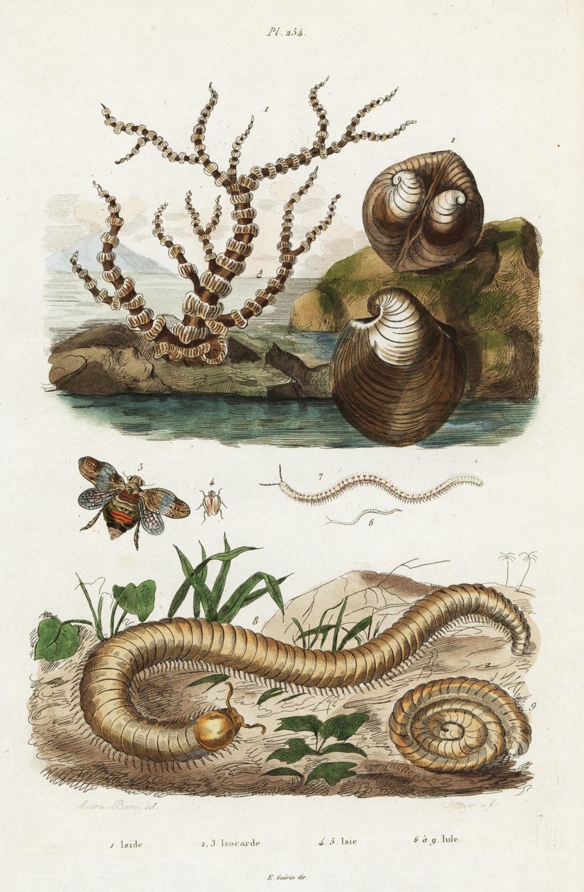 الخيزران المرجان ، و oxheart clam و planthoppers. بواسطة جاك رين إيزيدور أكاري بارون