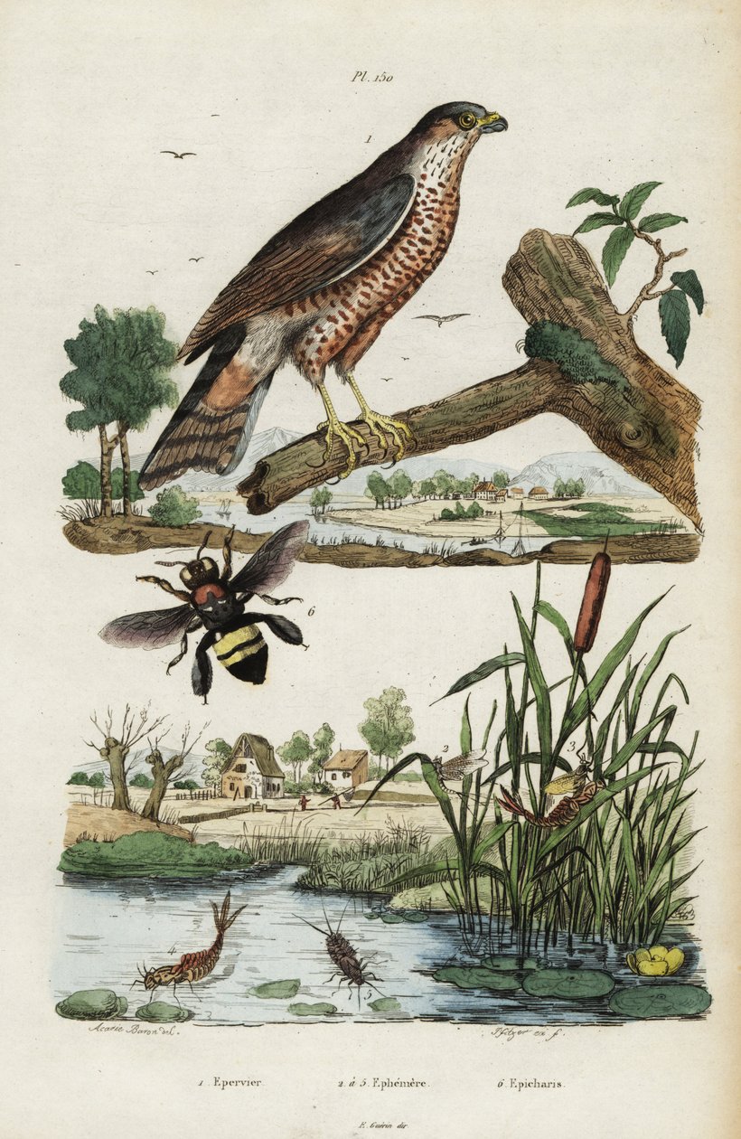 طائر الباشق ، ذبابة مايو والنحل ، 1834-1839 (نقش) بواسطة جاك رين إيزيدور أكاري بارون