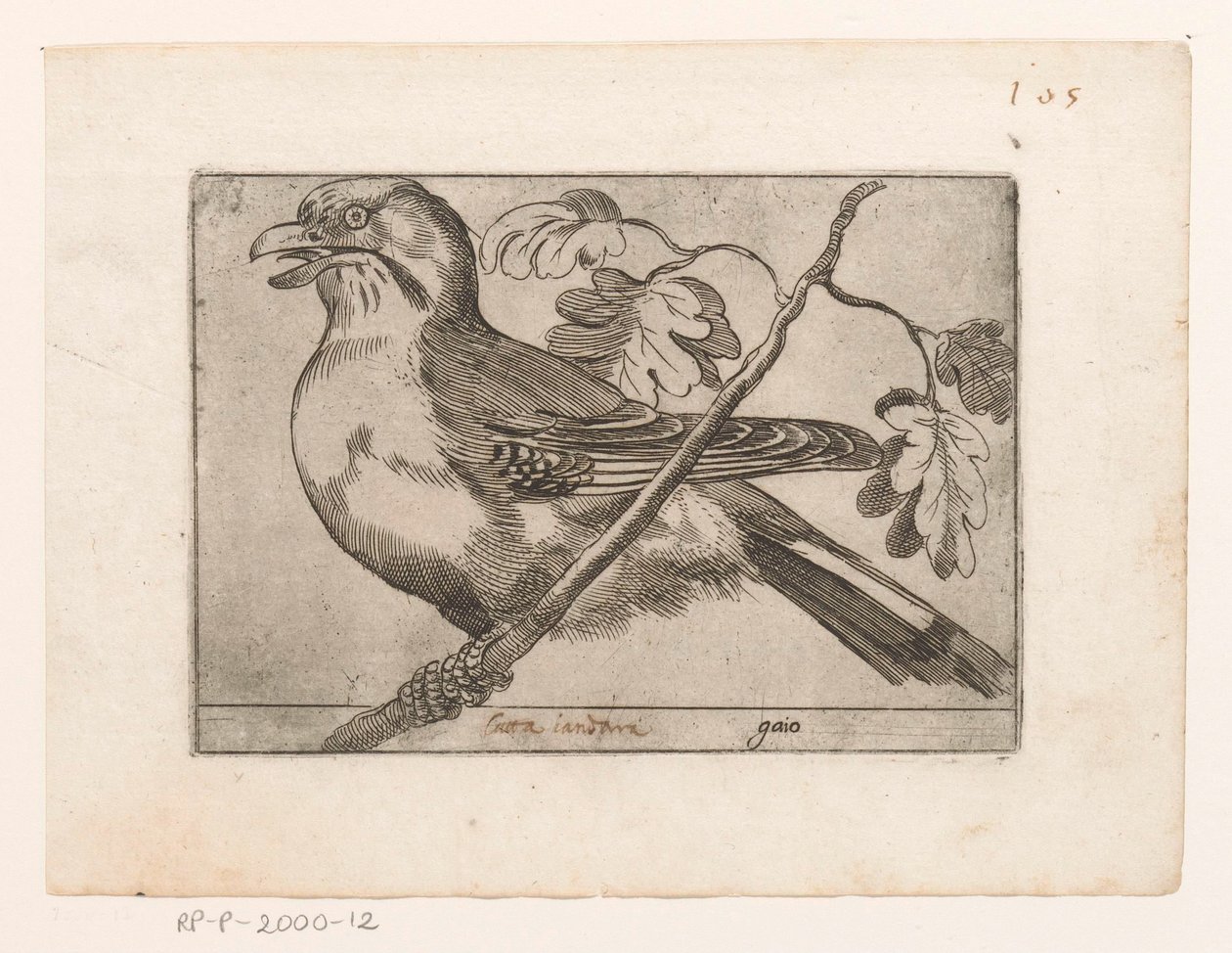Gaai Gaio (العنوان على الكائن) Vogels (عنوان المسلسل) بواسطة جاك دي فورنازيريس (ربما)