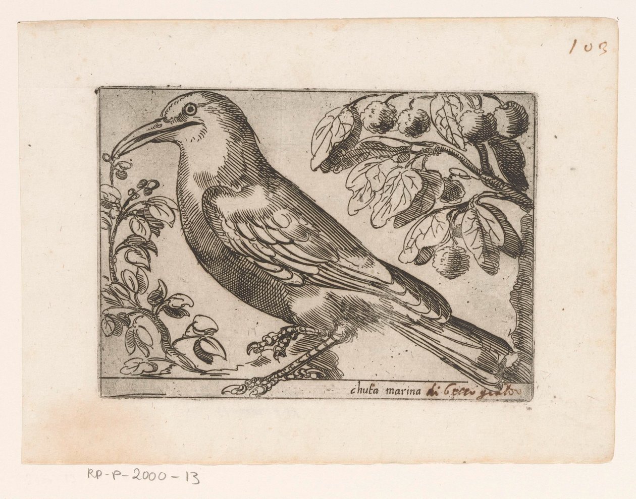 فوجل شوتا مارينا (العنوان على الكائن) Vogels (عنوان المسلسل) بواسطة جاك دي فورنازيريس (ربما)