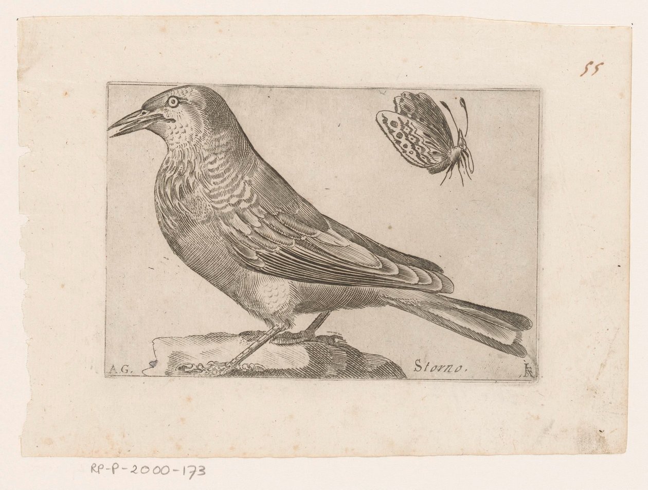 زرزور (Sturnus vulgaris) الإلغاء (العنوان على الكائن) الطيور (عنوان السلسلة) بواسطة جاك دي فورنازيريس