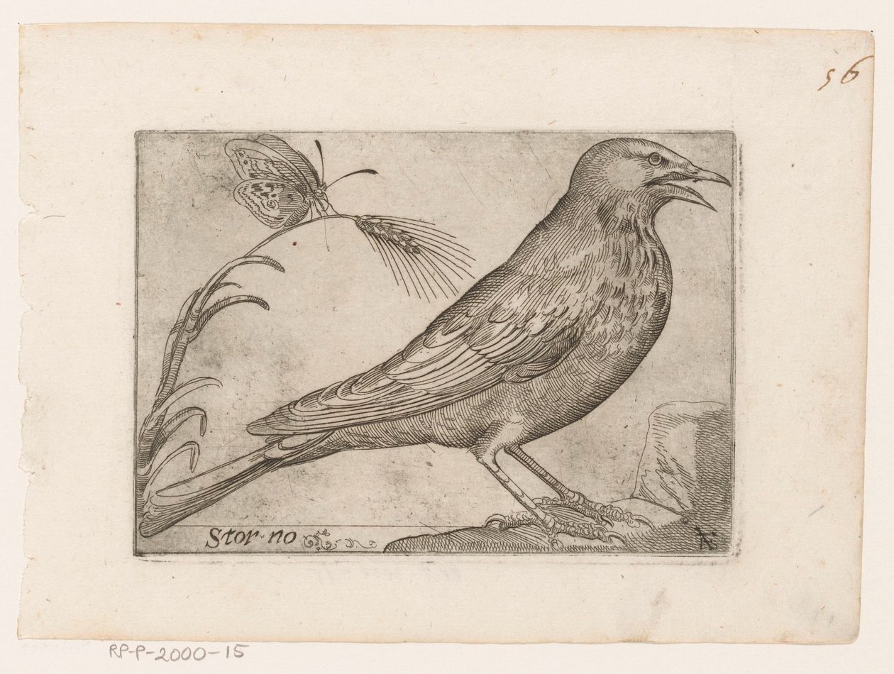 زرزور (Sturnus vulgaris) الإلغاء (العنوان على الكائن) الطيور (عنوان السلسلة) بواسطة جاك دي فورنازيريس