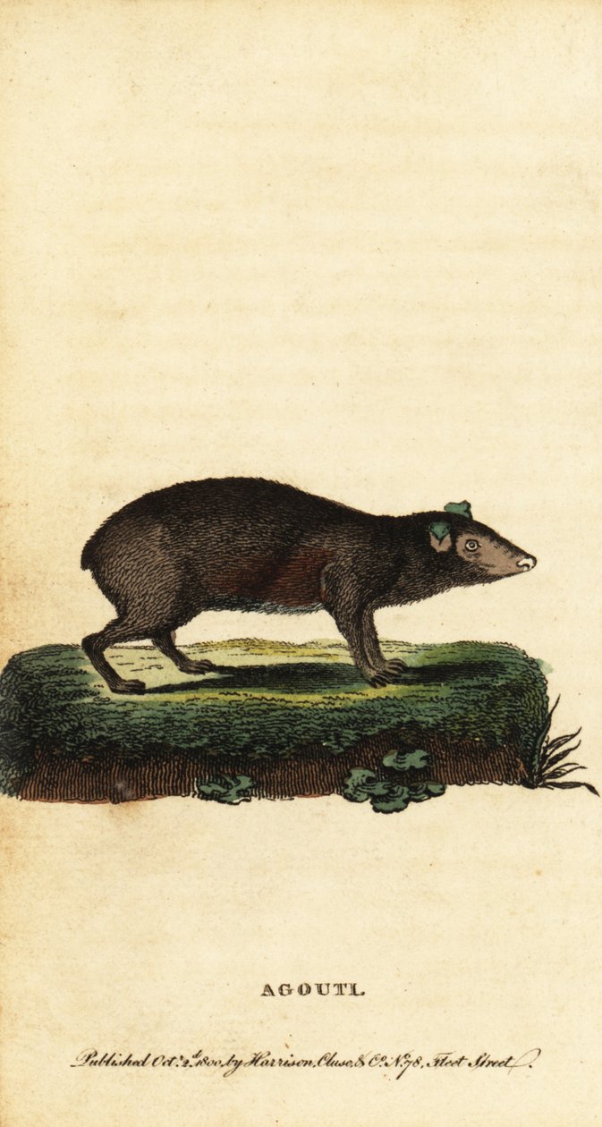 Agouti ، أنواع Dasyprocta. ، 1800 (نقش) بواسطة جاك دي سيف