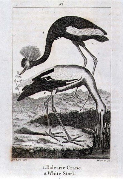 Balearic Crane و White Stork ، من "تاريخ الأرض والطبيعة المتحركة" ، بقلم أوليفر جولدسميث ، نُشر في لندن بواسطة جاك دي سيف