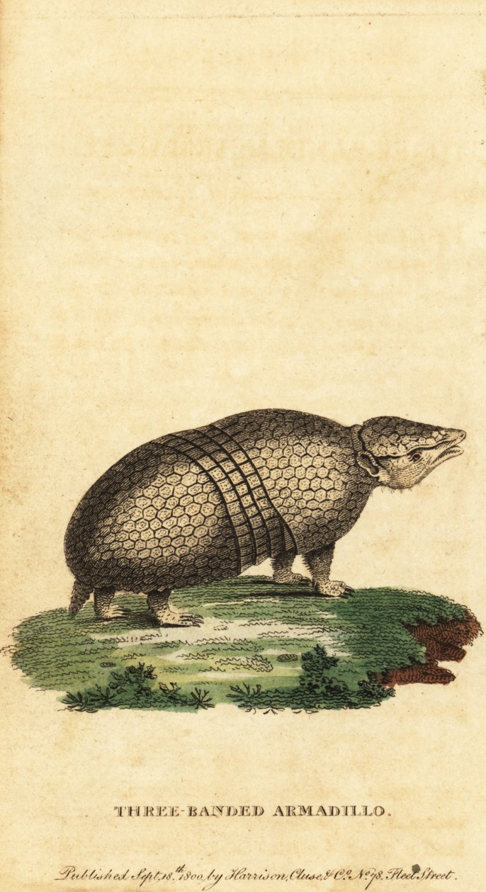 أرماديلو ثلاثي النطاقات البرازيلي ، Tolypeutes tricinctus ، 1800 (نقش) بواسطة جاك دي سيف