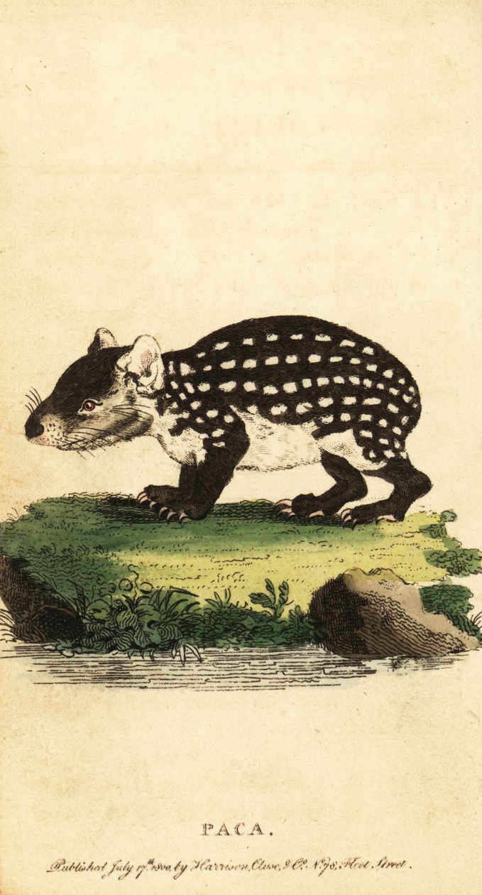 الباكا المنخفضة أو المرقطة ، Cuniculus paca. ، 1800 (نقش) بواسطة جاك دي سيف