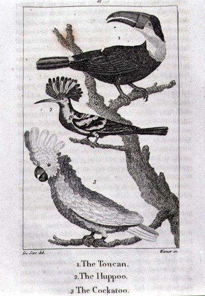 The Toucan و The Huppoo و The Cockatoo ، من `` تاريخ الأرض والطبيعة المتحركة '' ، بقلم أوليفر جولدسميث ، نُشر في لندن بواسطة جاك دي سيف