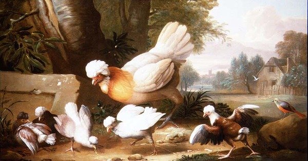 الدواجن والحمام في المناظر الطبيعية بواسطة يعقوب بوجداني أو بوجداني