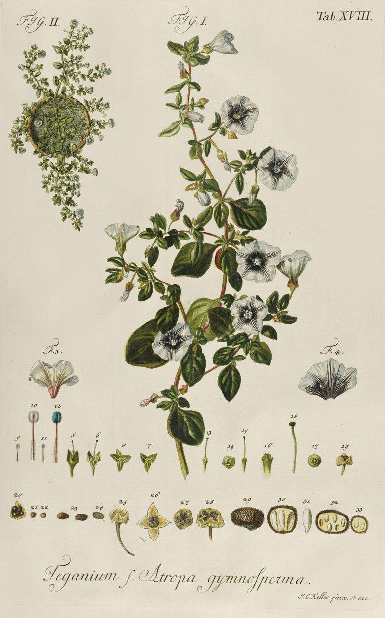 اللبلاب: Teganius f. Atropa gymnosperma من "النباتات النادرة" بواسطة جاكوب كريستوفر كيلر