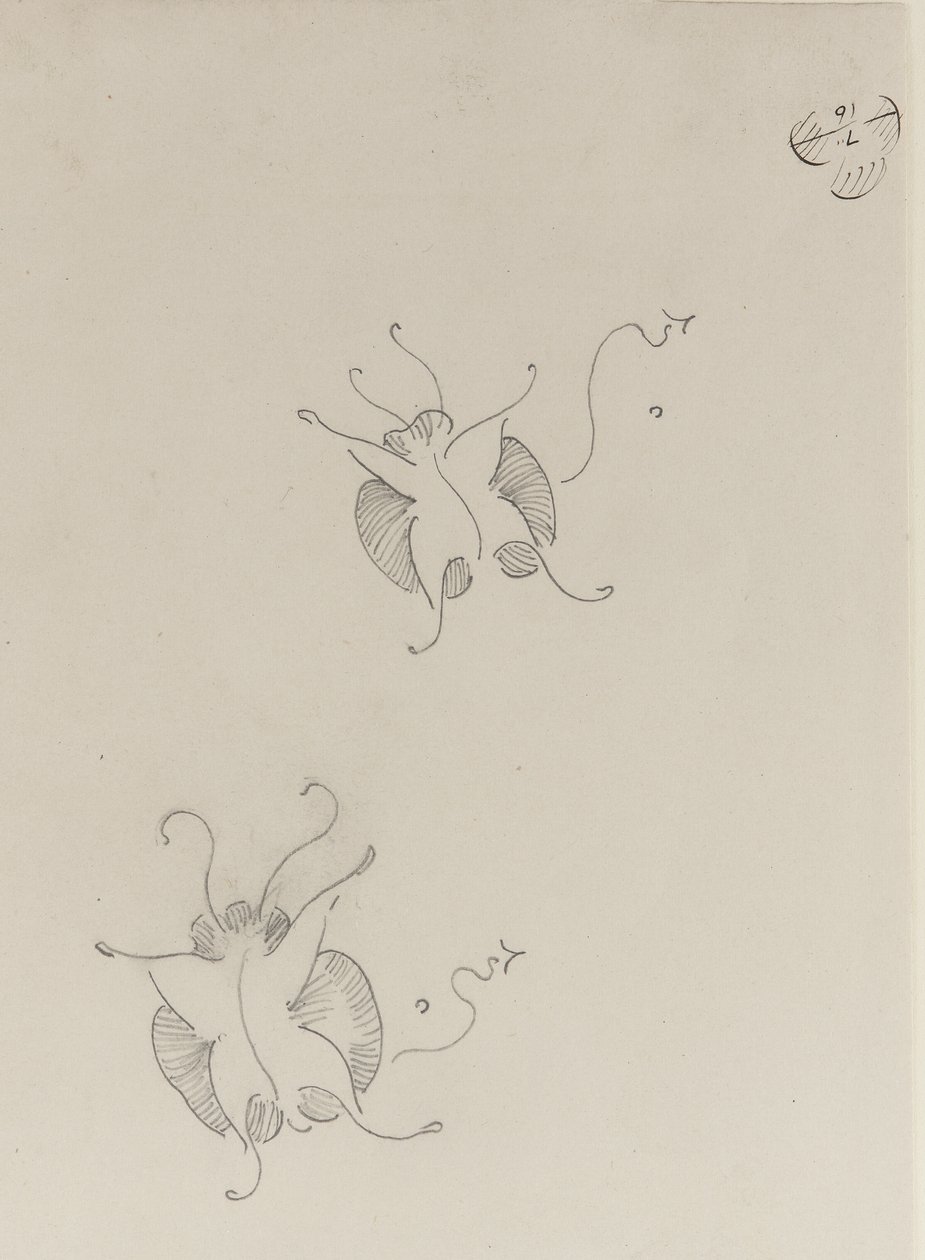 اثنان من فراشات ويسلر ، c.1890 بواسطة جيمس أبوت ماكنيل ويسلر