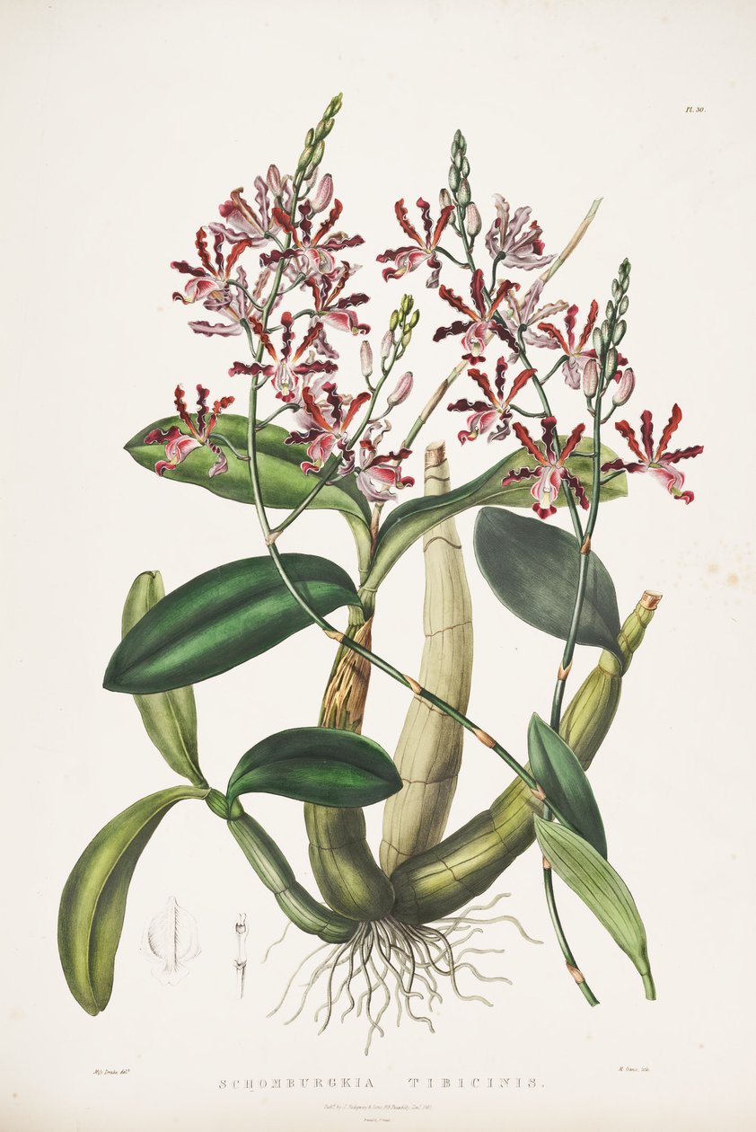 التوضيح Myrmecophilus من المزامير الناي. Schomburgkia tibicinis بواسطة جيمس بيتمان