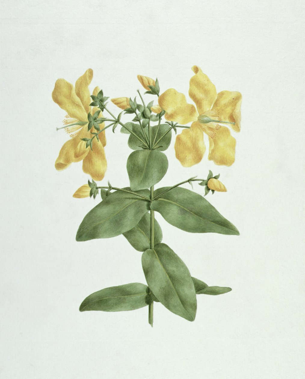 Feel-Fetch (Hypericum quartinianum) (مرحاض فوق الجرافيت على الورق) بواسطة جيمس بروس