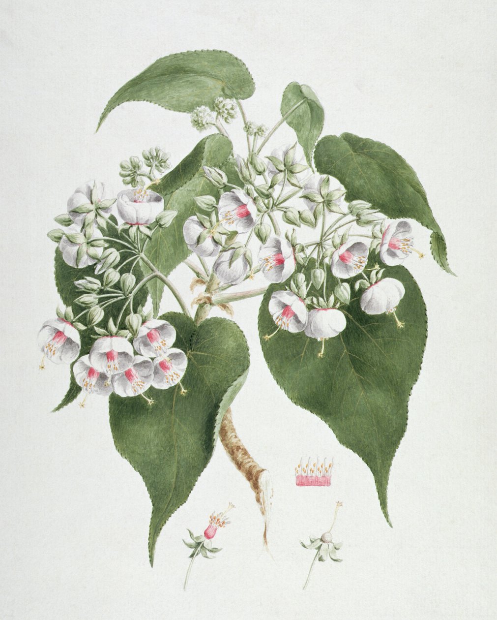 Walkuffa No.5 torrid Dombeya (مرحاض فوق الجرافيت على الورق) بواسطة جيمس بروس