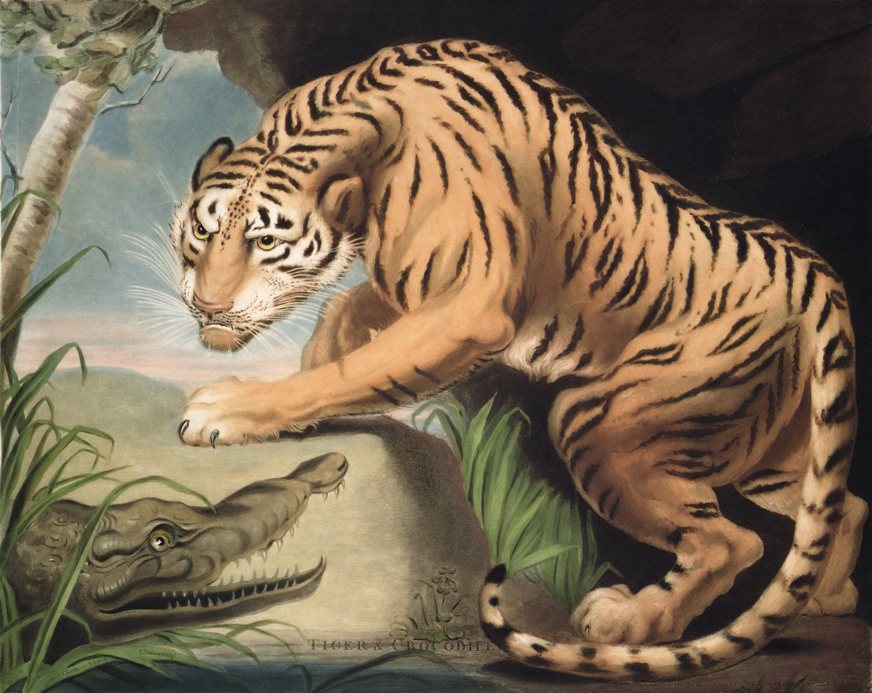 النمر والتمساح ، نقشها تشارلز تورنر (1773-1857) ، حانة. بواسطة James Daniell und Co. ، 1799 (نقش mezzotint) بواسطة جيمس نورثكوت
