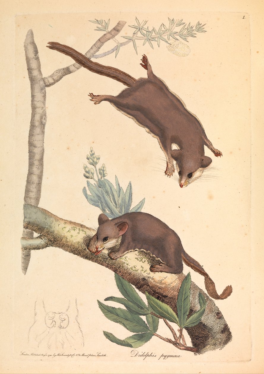 Pygmy Opossum ، Didelphis pygmaeus بواسطة جيمس سويربي