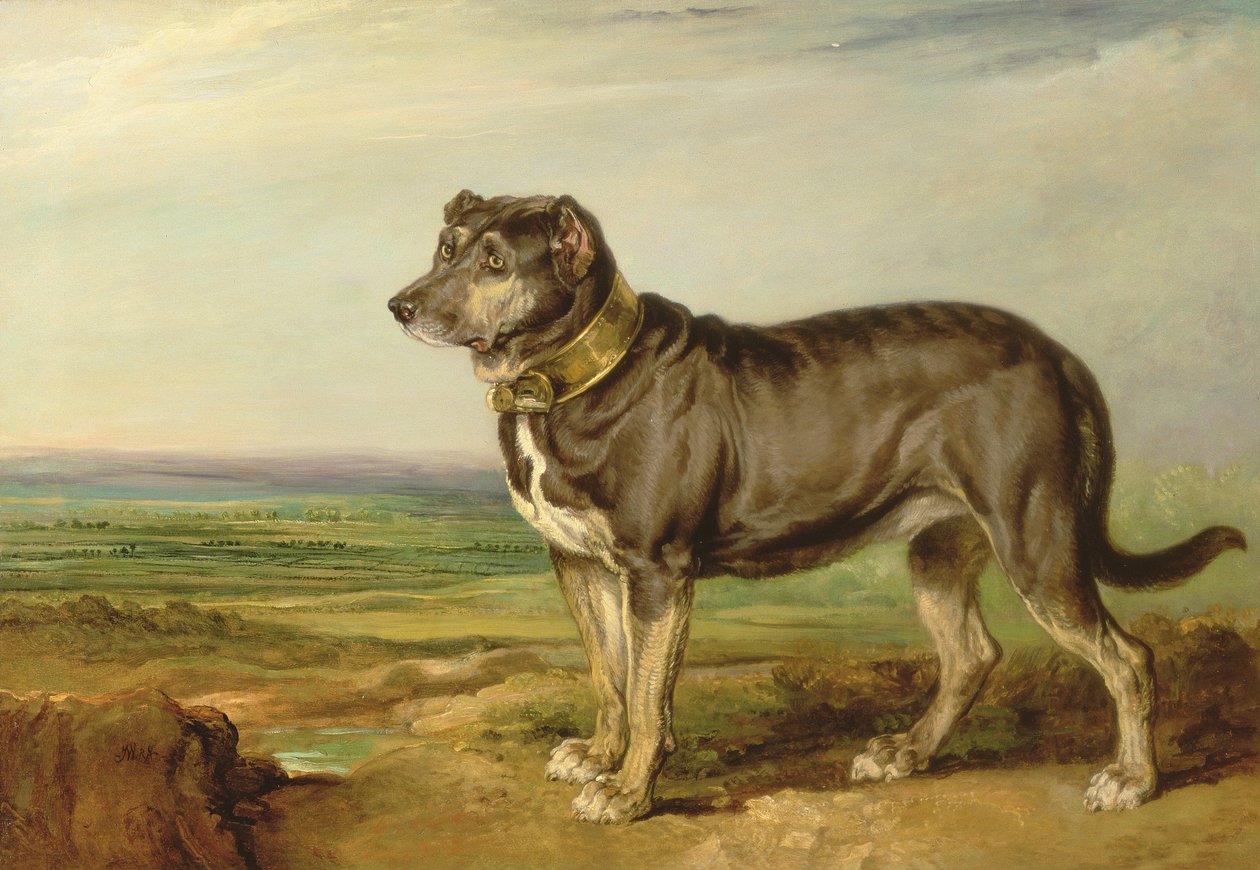 صورة "Vic" ، كلب صيد إسباني ، c.1818-20 بواسطة جيمس وارد