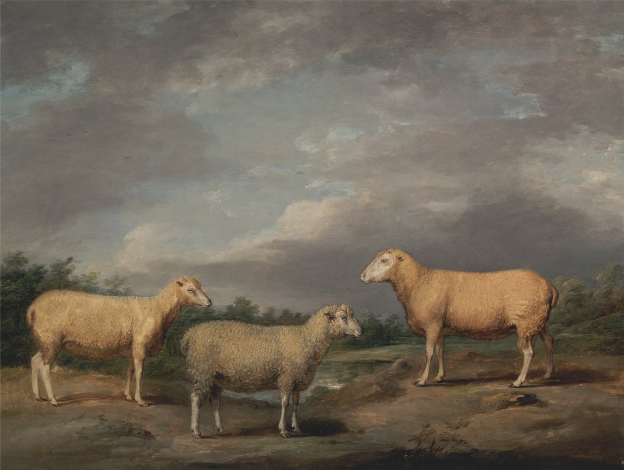 Ryelands Sheep و Kings Ram و Kings Ewe و Lord Somervilles Wether بواسطة جيمس وارد