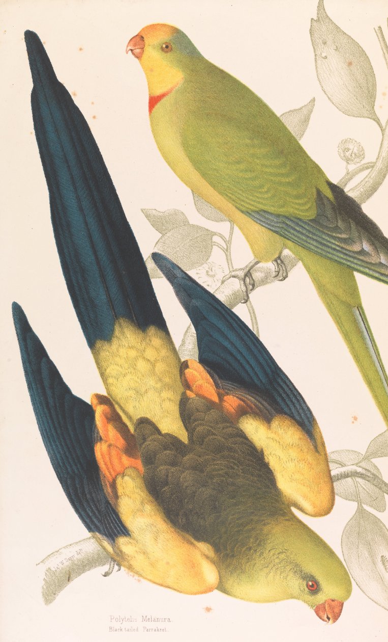 Parrakeet الأسود الذيل ، Polytelis melanura و Green Leek Parakeet ، Polytelis barranandi بواسطة جيمس ويتلي ساير