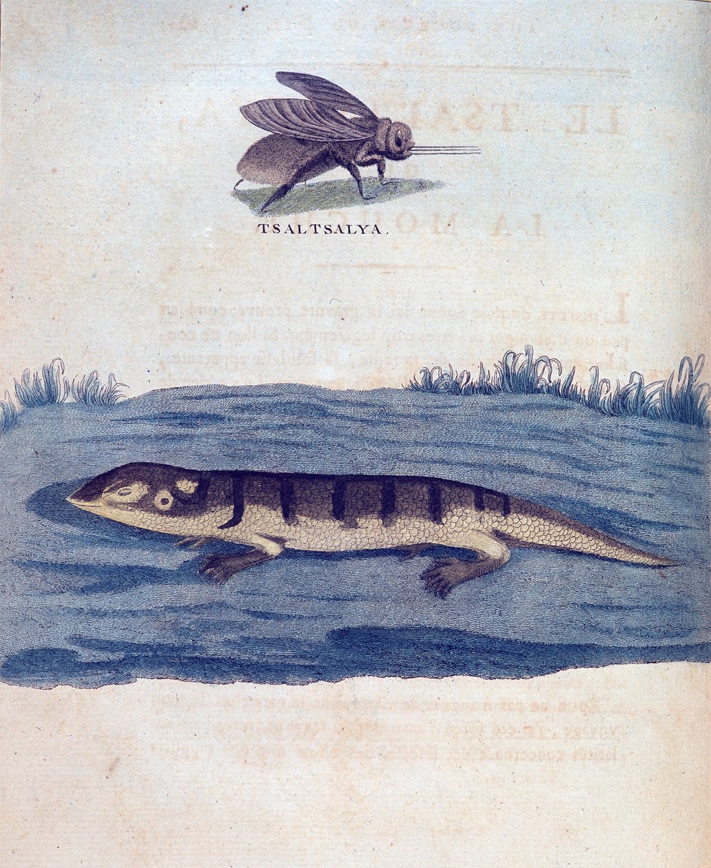 Fly and lezard - في "" رحلة في النوبة والحبشة لاكتشاف منابع النيل خلال الأعوام 1768 إلى 1772 "، بقلم جيمس بروس ، باريس بواسطة جيمس بروس