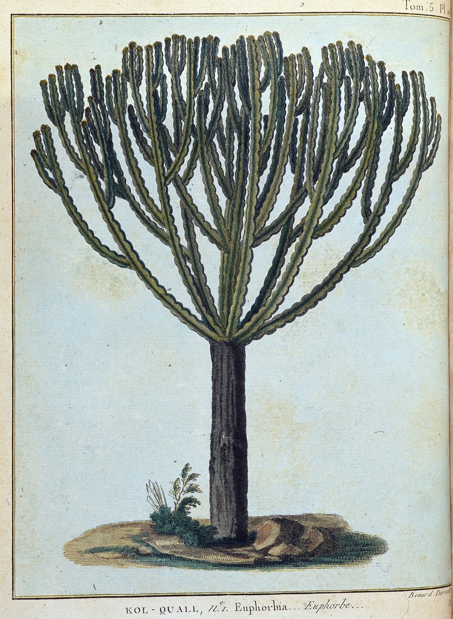 Kol-quall (Kol quall) ، euphorbia (cactus) - في "" رحلة إلى النوبة والحبشة لاكتشاف منابع النيل خلال الأعوام 1768 إلى 1772 "، بقلم جيمس بروس ، المجلد. 1 ، باريس بواسطة جيمس بروس