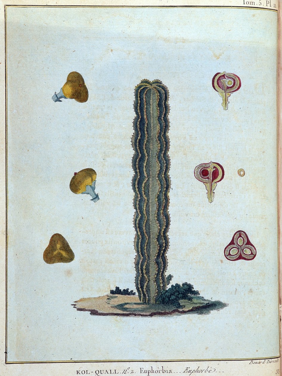 Kol-quall (Kol quall) ، euphorbia (cactus) - في "" رحلة إلى النوبة والحبشة لاكتشاف منابع النيل خلال الأعوام من 1768 إلى 1772 "، بقلم جيمس بروس ، المجلد. 1 ، باريس بواسطة جيمس بروس