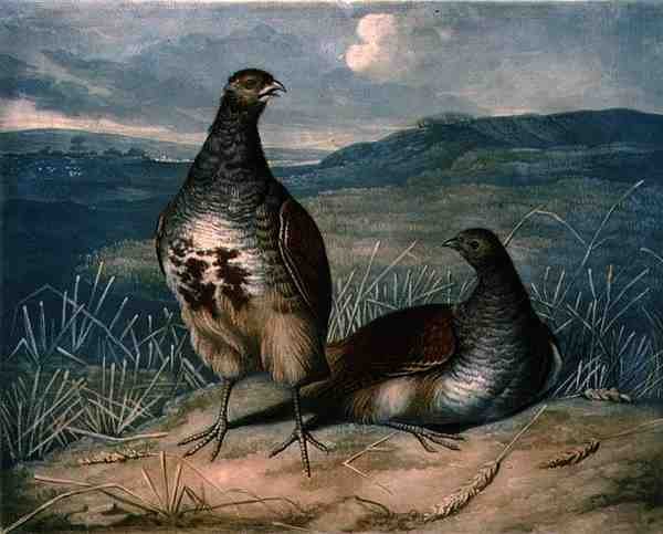 Partridges ، اللوحة 1 من لعبة الريش البريطانية ، نقشها تشارلز تورنر (1773-1857) ، حانة. بواسطة R. Ackermann ، حوالي 1810 (نقش الميزوتنت) بواسطة جيمس (بعد) بارينجر