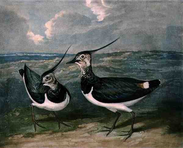 الزقزاق ، اللوحة 9 من لعبة الريشة البريطانية ، نقشها تشارلز تورنر (1773-1857) ، حانة. بواسطة R. Ackermann ، حوالي 1810 (نقش الميزوتنت) بواسطة جيمس (بعد) بارينجر