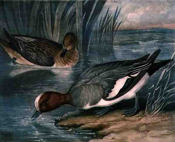 Widgeons ، اللوحة 6 من لعبة الريش البريطانية ، نقشها تشارلز تورنر (1773-1857) ، حانة. بواسطة R. Ackermann ، حوالي 1810 (نقش الميزوتنت) بواسطة جيمس (بعد) بارينجر
