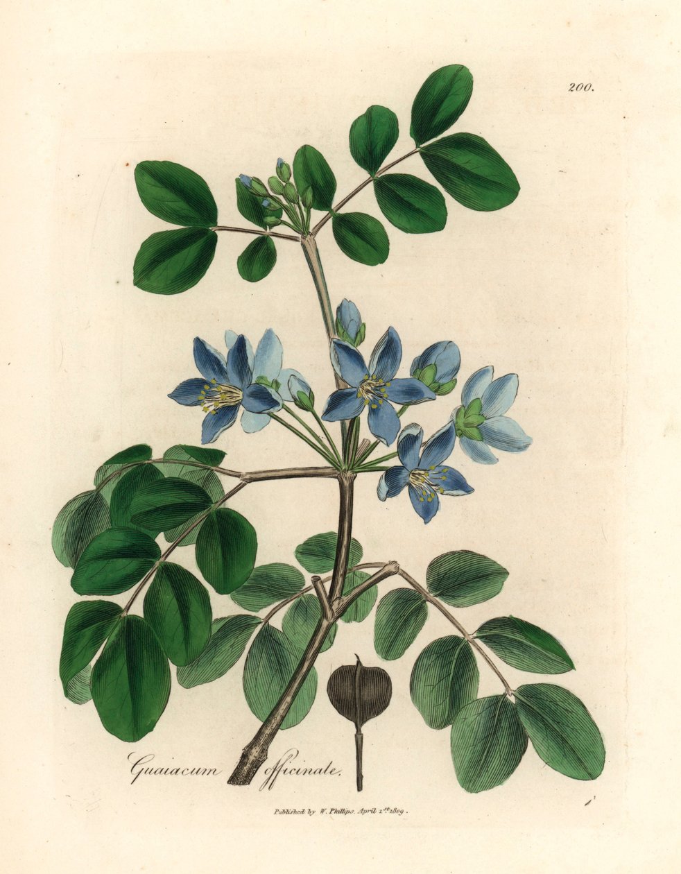 Guaiacum officinale باللون الأزرق ، من رسم نباتي لجيمس سوربي من ويليام وودفيل والسير ويليام جاكسون هوكر "علم النبات الطبي" 1832 (نقش على صفيحة نحاسية ملونة يدويًا) بواسطة جيمس (بعد) سوربي