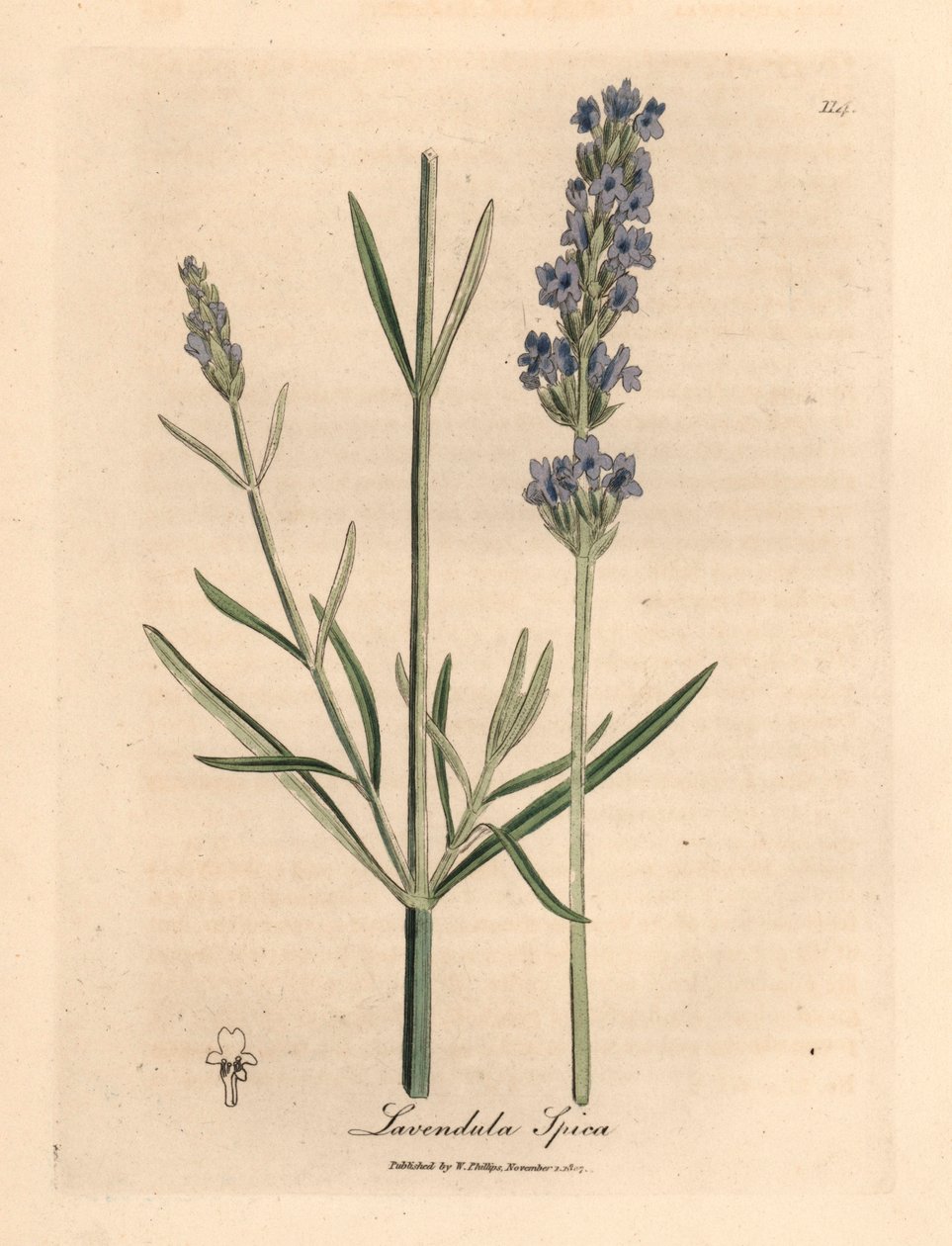 اللافندر الأزرق المزهر ، Lavandula spica ، من رسم نباتي لجيمس سوربي من ويليام وودفيل والسير ويليام جاكسون هوكر "علم النبات الطبي" 1832 (نقش على صفيحة نحاسية ملونة يدويًا) بواسطة جيمس (بعد) سوربي