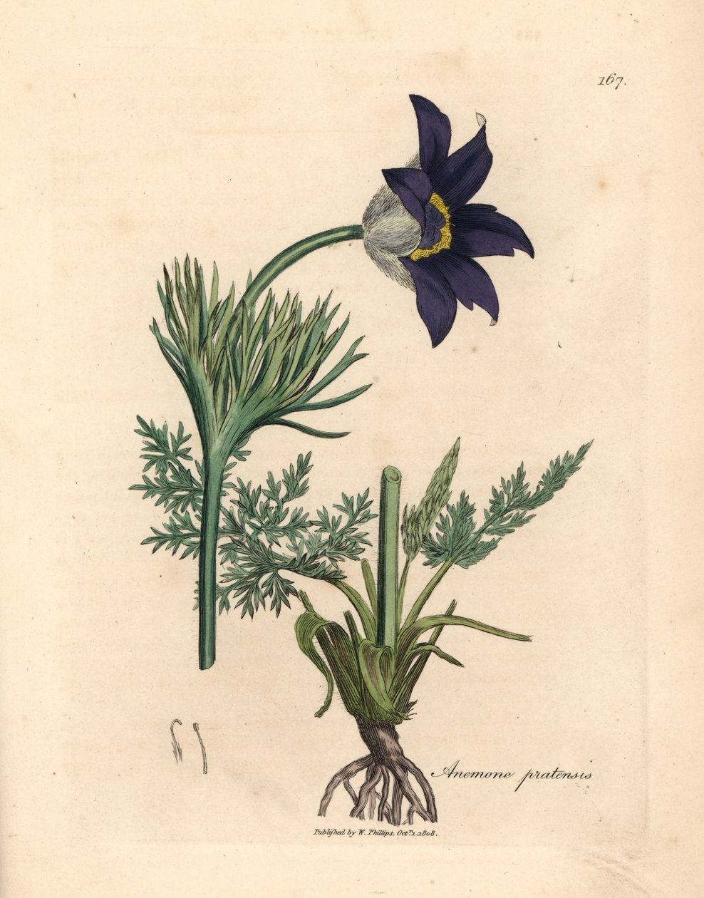 شقائق النعمان الزرقاء المزهرة أو زهرة الباسك ، Anemone pratensis ، من رسم نباتي لجيمس سوربي من ويليام وودفيل والسير ويليام جاكسون هوكر "النبات الطبي" 1832 (نقش على لوح نحاسي ملون يدويًا) بواسطة جيمس (بعد) سوربي