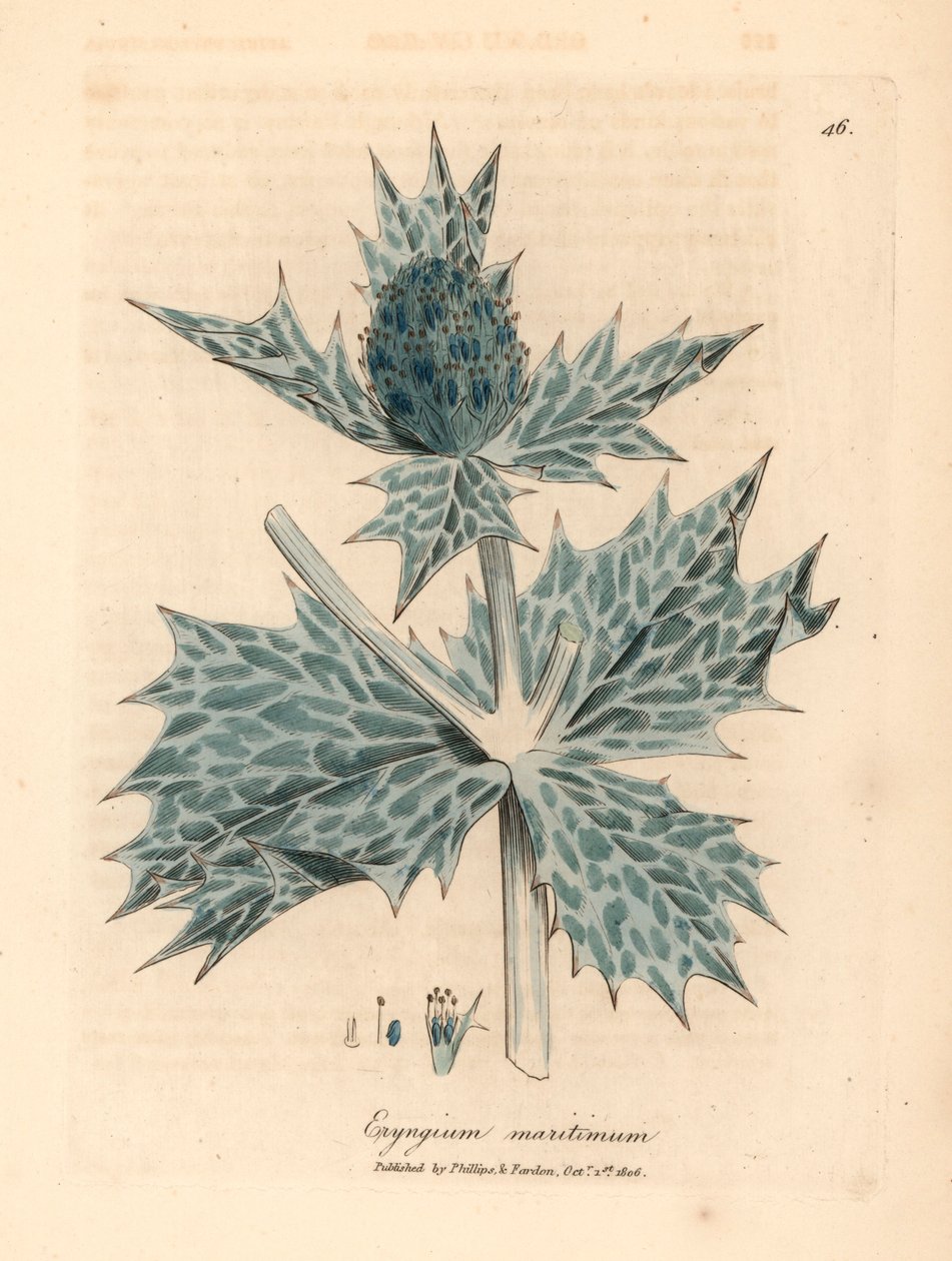 هولي البحر الأزرق المزهر أو الإرينغو ، Eryngium maritinum ، من رسم نباتي لجيمس سوربي من ويليام وودفيل والسير ويليام جاكسون هوكر "علم النبات الطبي" 1832 (نقش على لوح نحاسي ملون يدويًا) بواسطة جيمس (بعد) سوربي