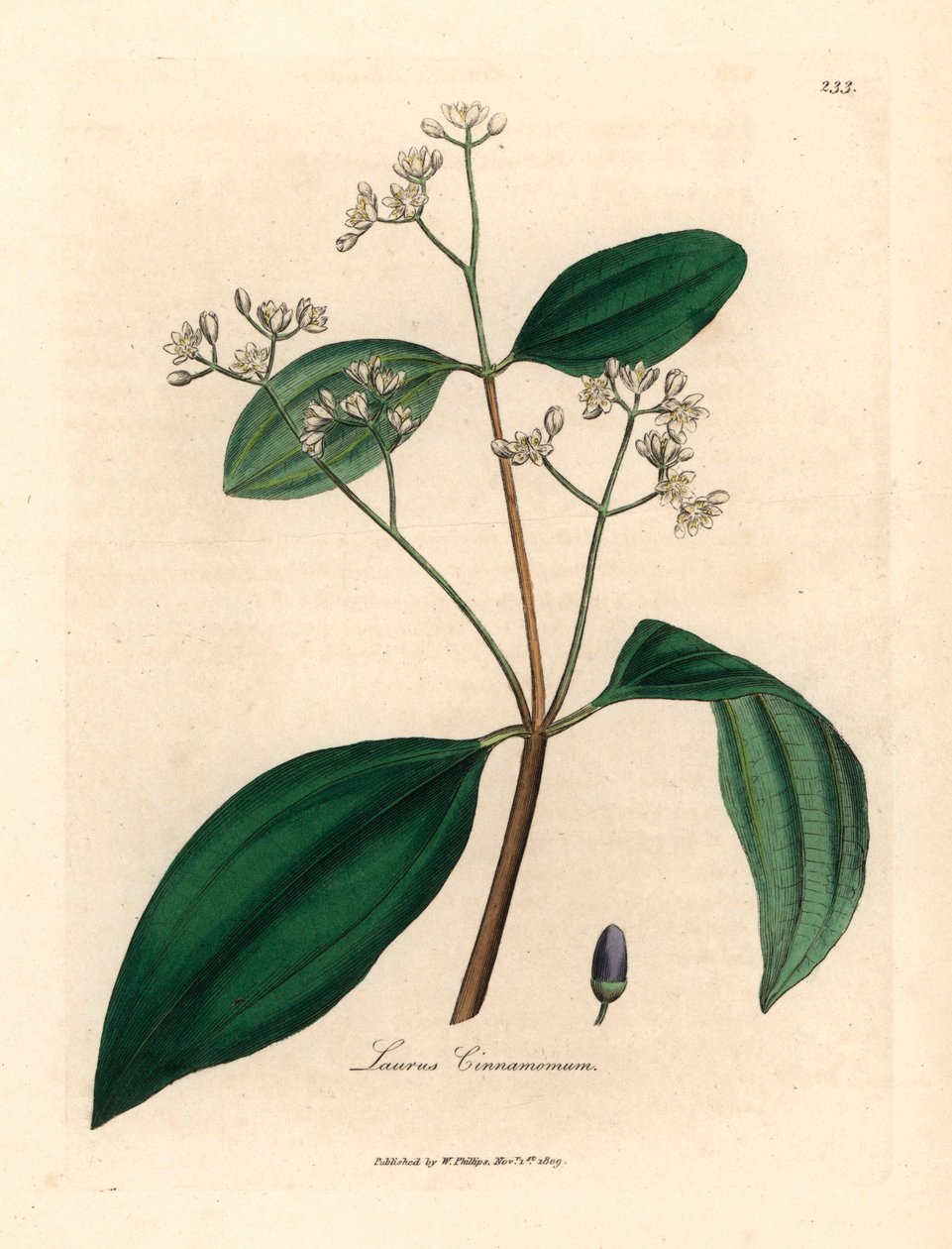 شجرة القرفة ، Laurus cinnamomum ، من رسم نباتي لجيمس سوربي من ويليام وودفيل والسير ويليام جاكسون هوكر "علم النبات الطبي" 1832 (نقش على صفيحة نحاسية ملونة يدويًا) بواسطة جيمس (بعد) سوربي