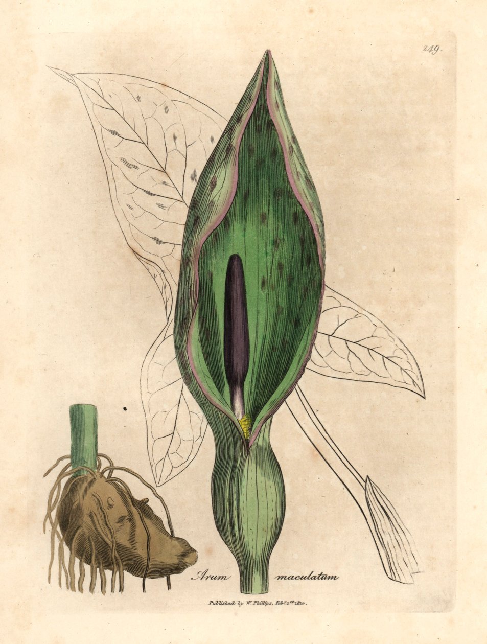 أروم مشترك ، Arum maculatum ، من رسم نباتي لجيمس سوربي من ويليام وودفيل والسير ويليام جاكسون هوكر "علم النبات الطبي" 1832 (نقش على صفيحة نحاسية ملونة يدويًا) بواسطة جيمس (بعد) سوربي