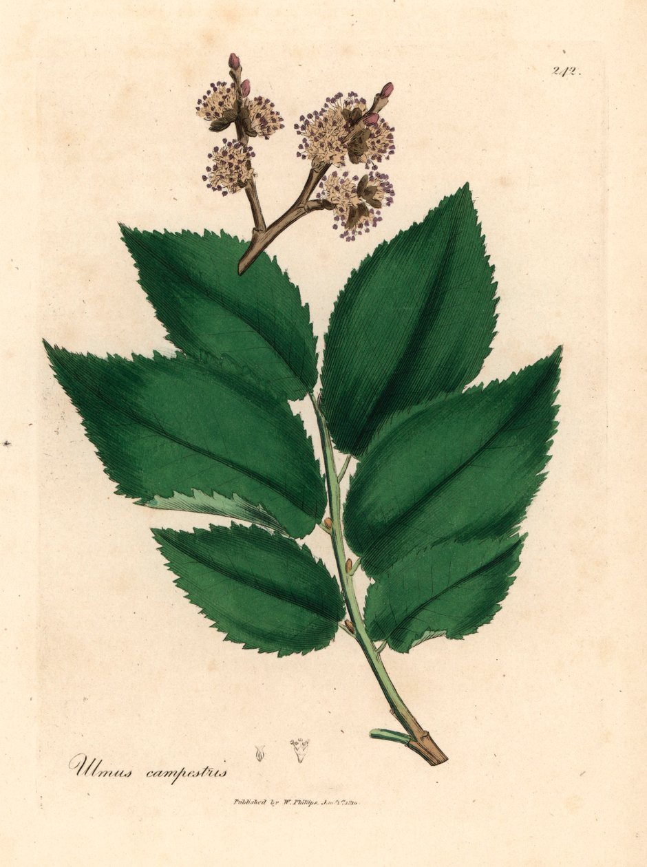 شجرة الدردار الشائعة ، Ulmus campestris ، من رسم نباتي لجيمس سوربي من ويليام وودفيل والسير ويليام جاكسون هوكر "علم النبات الطبي" 1832 (نقش على الصفيحة النحاسية الملونة يدويًا) بواسطة جيمس (بعد) سوربي