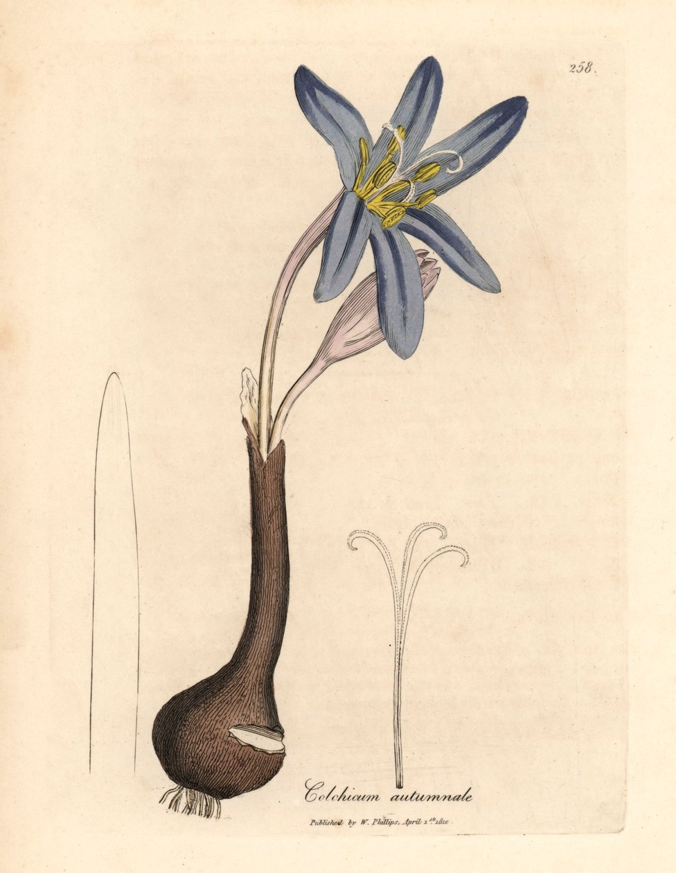 مرج الزعفران الشائع ، Colchicum autumnale ، من رسم نباتي لجيمس سوربي من ويليام وودفيل والسير ويليام جاكسون هوكر "علم النبات الطبي" 1832 (نقش على لوح نحاسي ملون يدويًا) بواسطة جيمس (بعد) سوربي