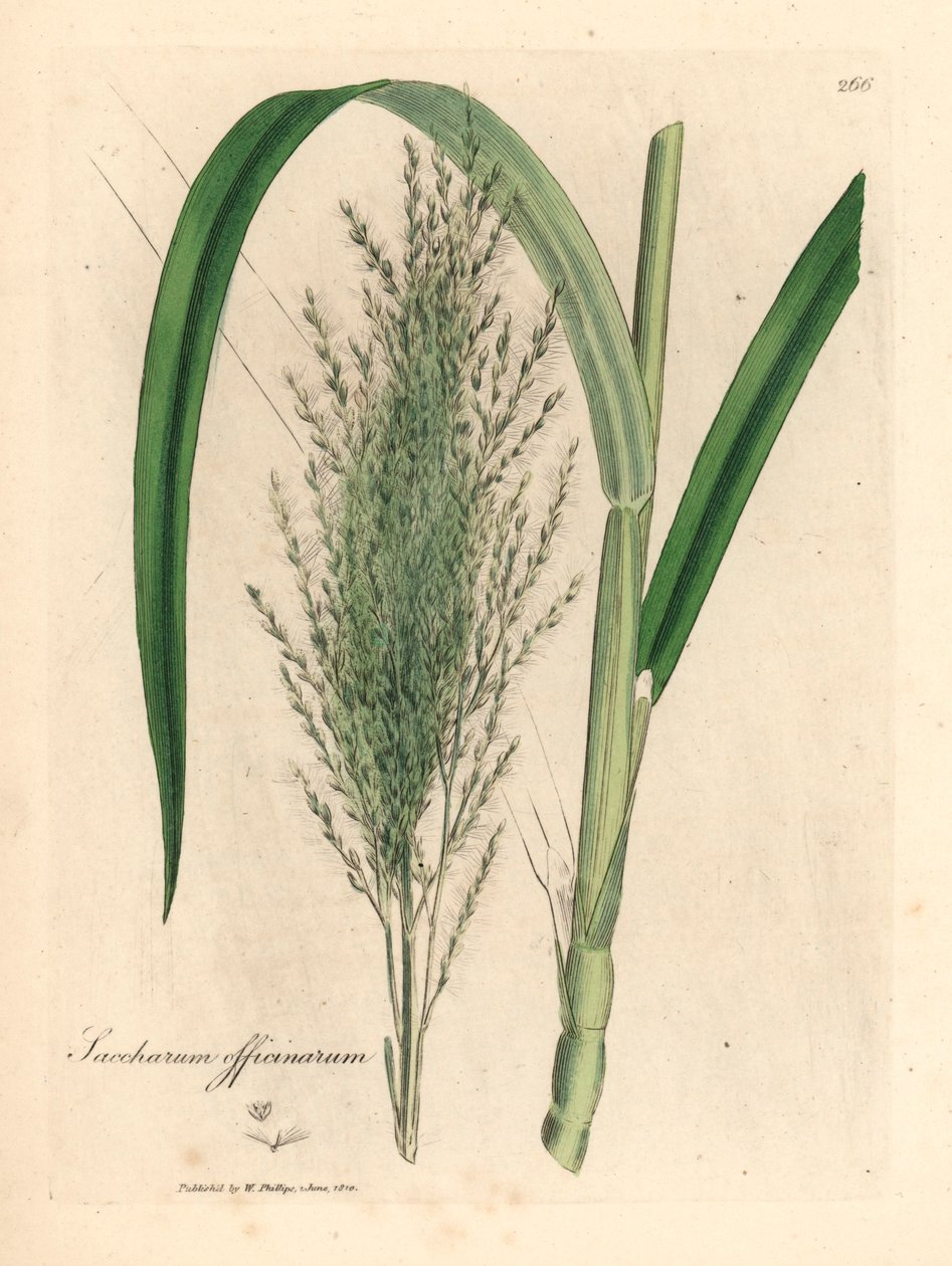 قصب السكر الشائع ، Saccharum officinarum ، من رسم نباتي لجيمس سوربي من ويليام وودفيل والسير ويليام جاكسون هوكر "علم النبات الطبي" 1832 (نقش على صفيحة نحاسية ملونة يدويًا) بواسطة جيمس (بعد) سوربي