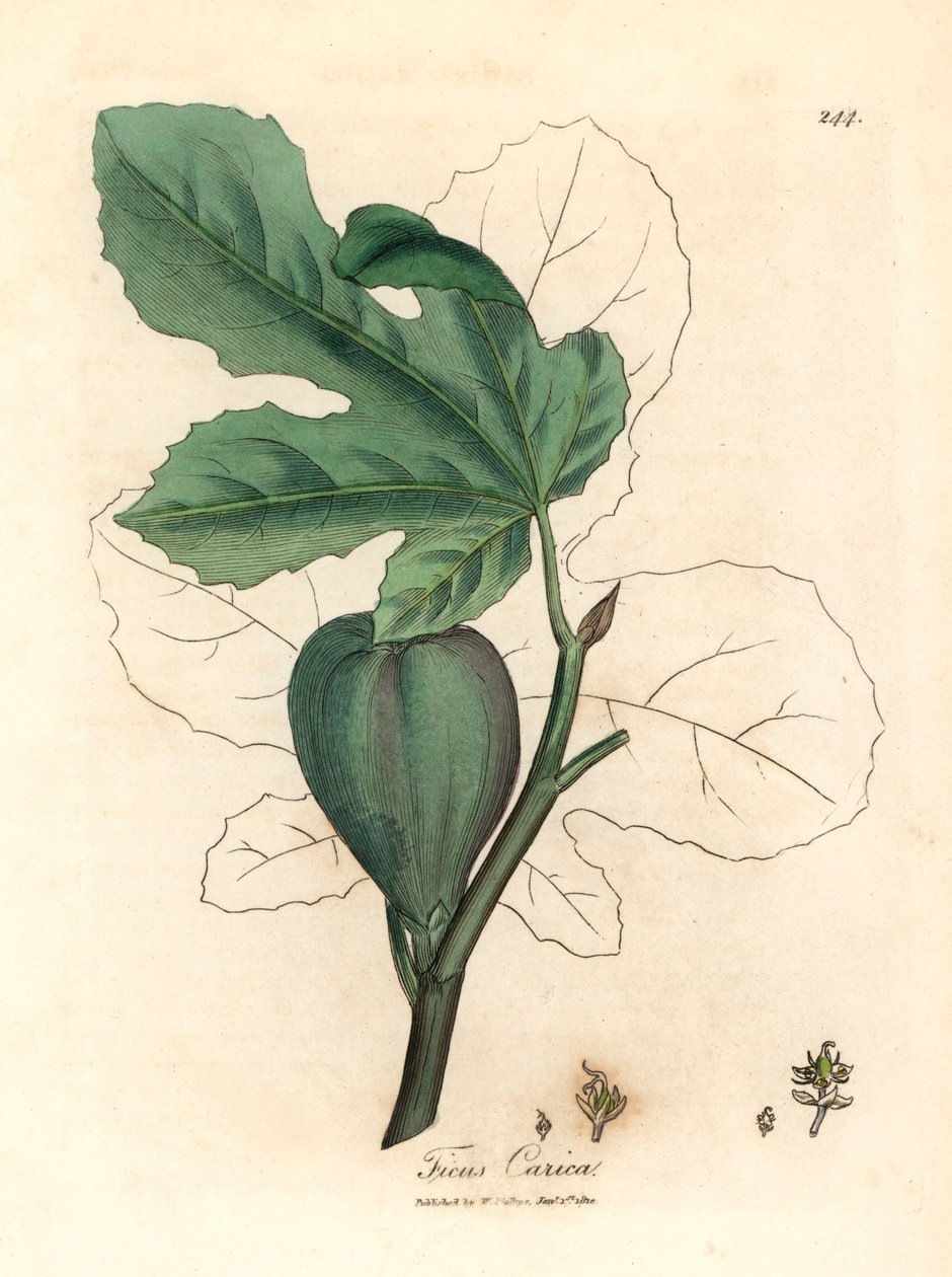 التين الأخضر ، الفاكهة ، الأوراق ، مخطط الورقة ، Ficus carica ، من رسم نباتي بواسطة James Sowerby من William Woodville و Sir William Jackson Hooker "علم النبات الطبي" 1832 (نقش على لوح نحاسي ملون يدويًا) بواسطة جيمس (بعد) سوربي