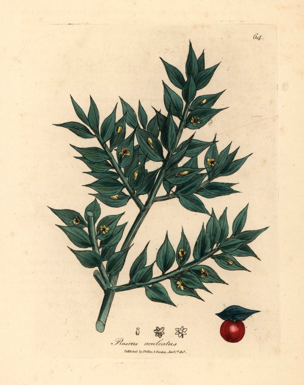 مكنسة الجزار الخضراء المزهرة ، Ruscus aculeatus ، من رسم نباتي لجيمس سوربي من ويليام وودفيل والسير ويليام جاكسون هوكر "علم النبات الطبي" 1832 (نقش على صفيحة نحاسية ملونة يدويًا) بواسطة جيمس (بعد) سوربي