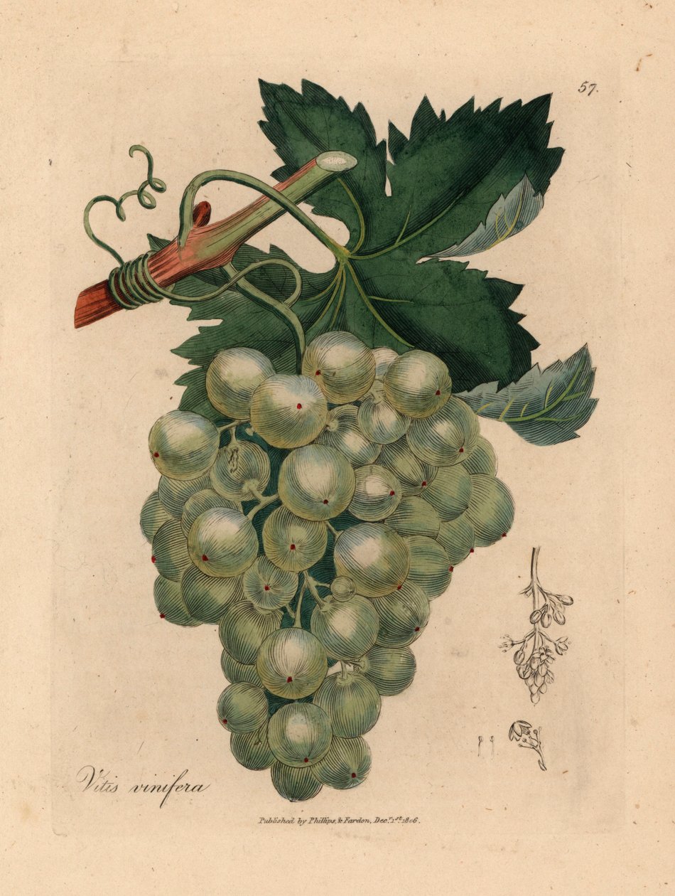 عنب أخضر ، كرمة وأوراق ، Vitis vinifera ، من رسم نباتي لجيمس سوربي من ويليام وودفيل والسير ويليام جاكسون هوكر "علم النبات الطبي" 1832 (نقش على لوح نحاسي ملون يدويًا) بواسطة جيمس (بعد) سوربي