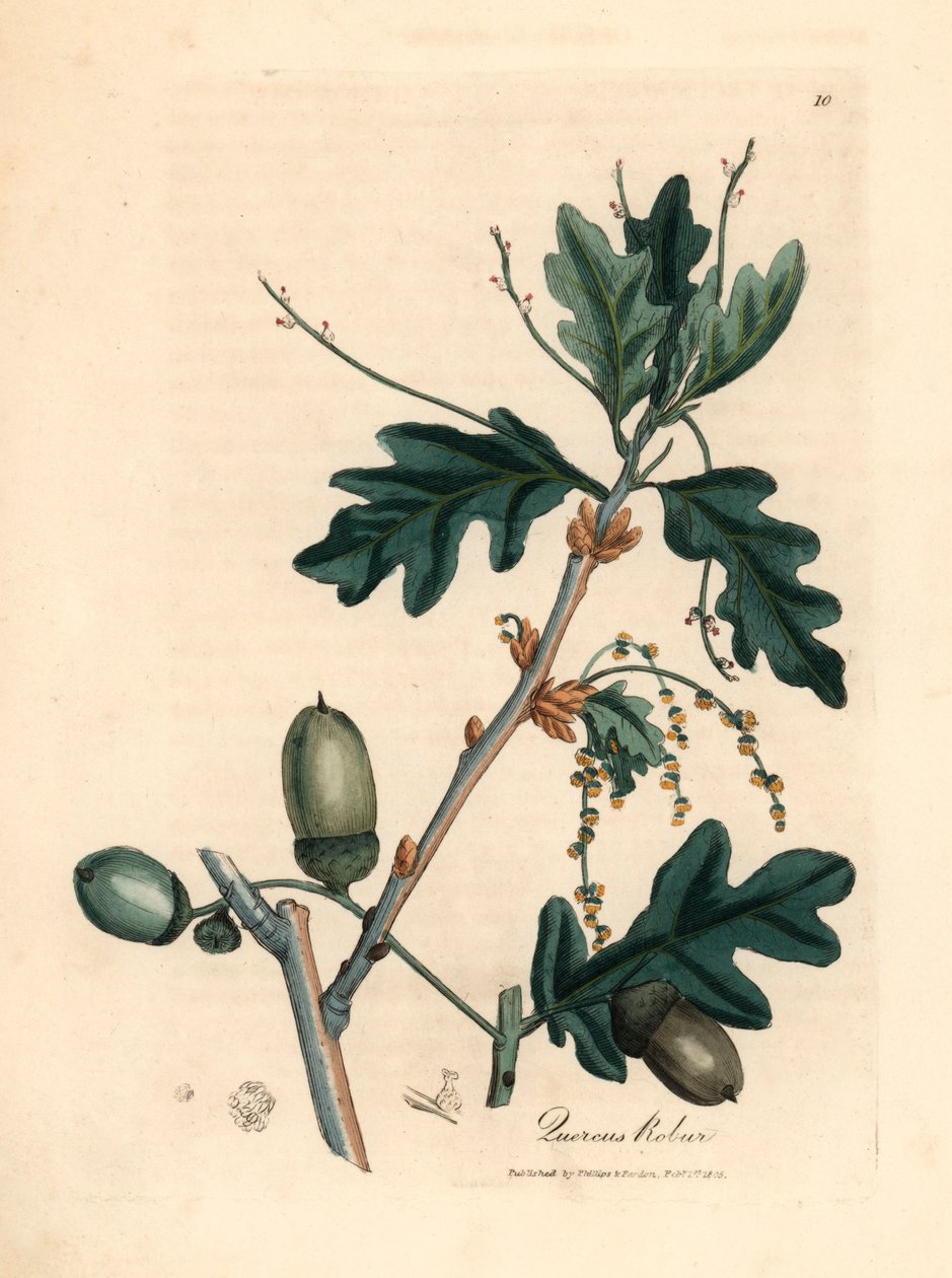 أوراق وجوز البلوط الشائع ، Quercus robur ، من رسم نباتي رسمه جيمس سوربي من ويليام وودفيل والسير ويليام جاكسون هوكر "علم النبات الطبي" عام 1832 (نقش على لوح نحاسي ملون يدويًا) بواسطة جيمس (بعد) سوربي