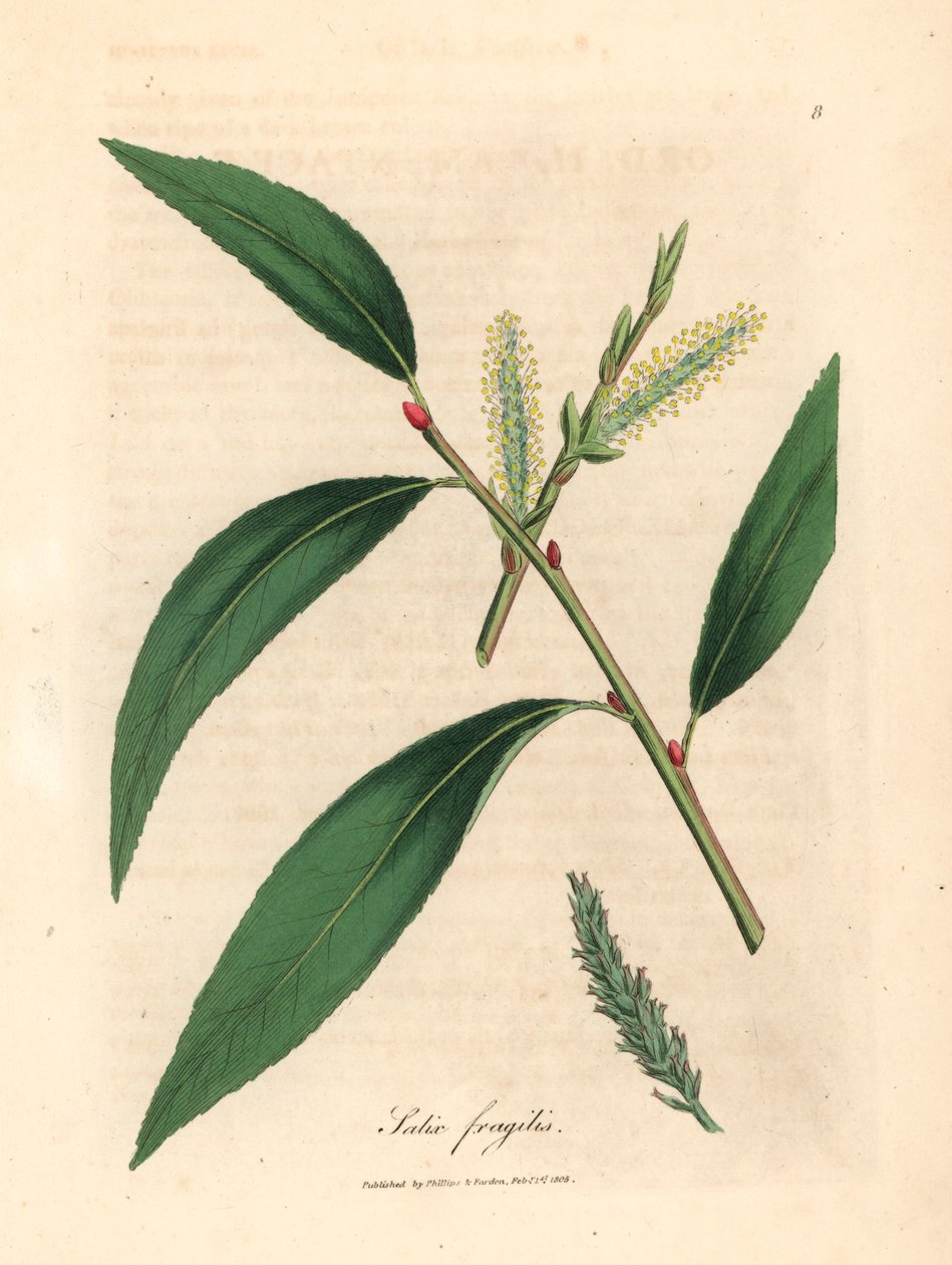 أوراق وشجر شجرة الصفصاف ، Salix fragilis ، من رسم نباتي لجيمس سوربي من ويليام وودفيل والسير ويليام جاكسون هوكر "علم النبات الطبي" 1832 (نقش على لوح نحاسي ملون يدويًا) بواسطة جيمس (بعد) سوربي