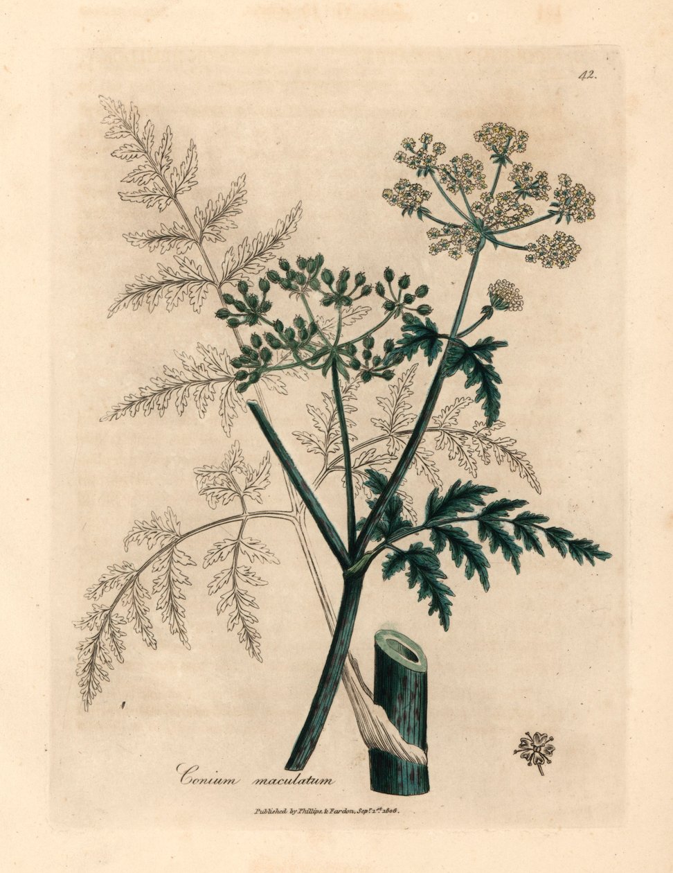 أوراق وأزهار الشوكران ، Conium maculatum ، من رسم نباتي لجيمس سوربي من ويليام وودفيل والسير ويليام جاكسون هوكر "علم النبات الطبي" عام 1832 (نقش على صفيحة نحاسية ملونة يدويًا) بواسطة جيمس (بعد) سوربي