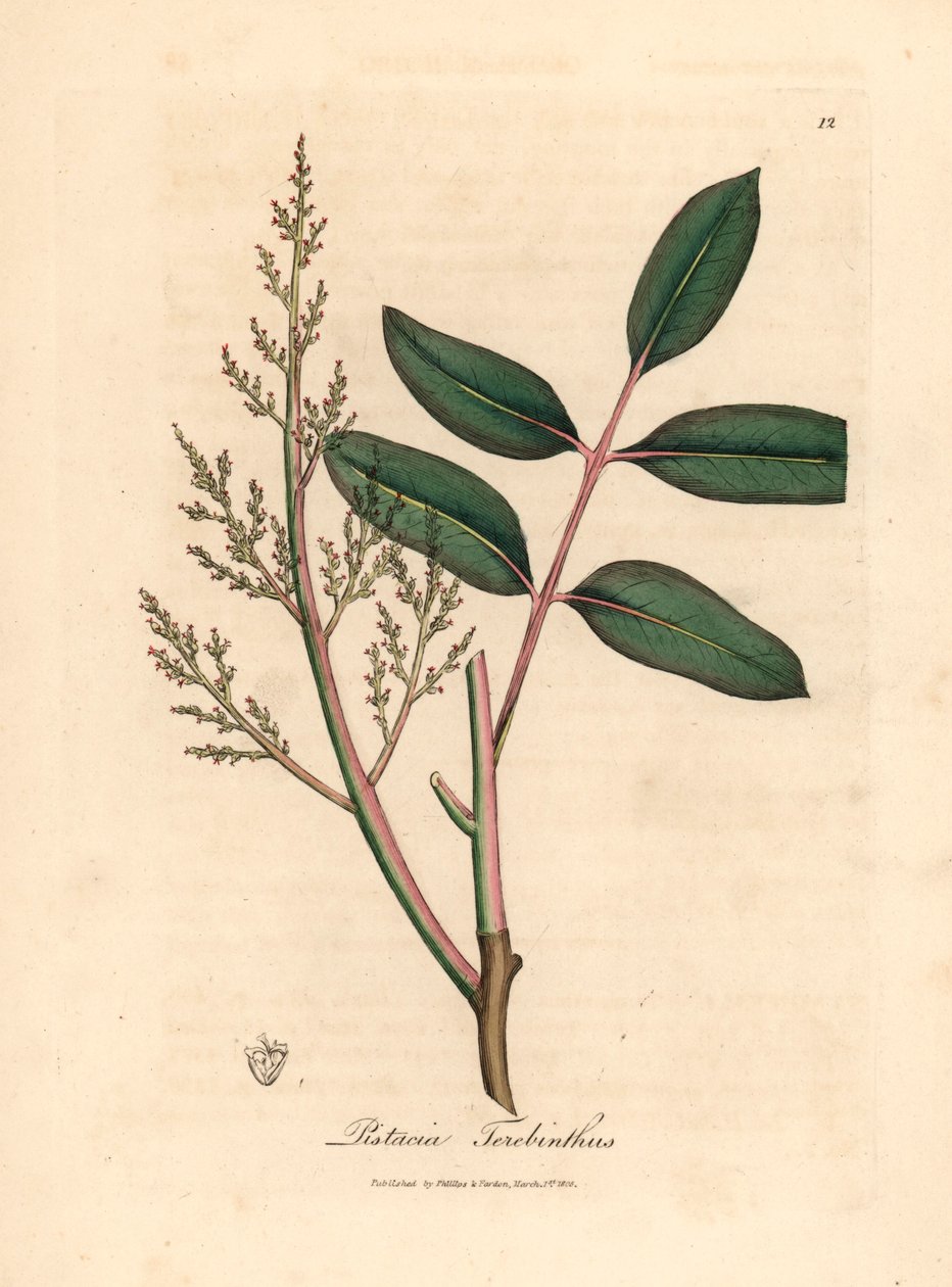 أوراق وأزهار شجرة تشيان أو شجرة زيت التربنتين القبرصية ، Pistacia terebinthus ، من رسم نباتي لجيمس سوربي من ويليام وودفيل و "علم النبات الطبي" للسير ويليام جاكسون هوكر عام 1832 (نقش على لوح نحاسي ملون يدويًا) بواسطة جيمس (بعد) سوربي