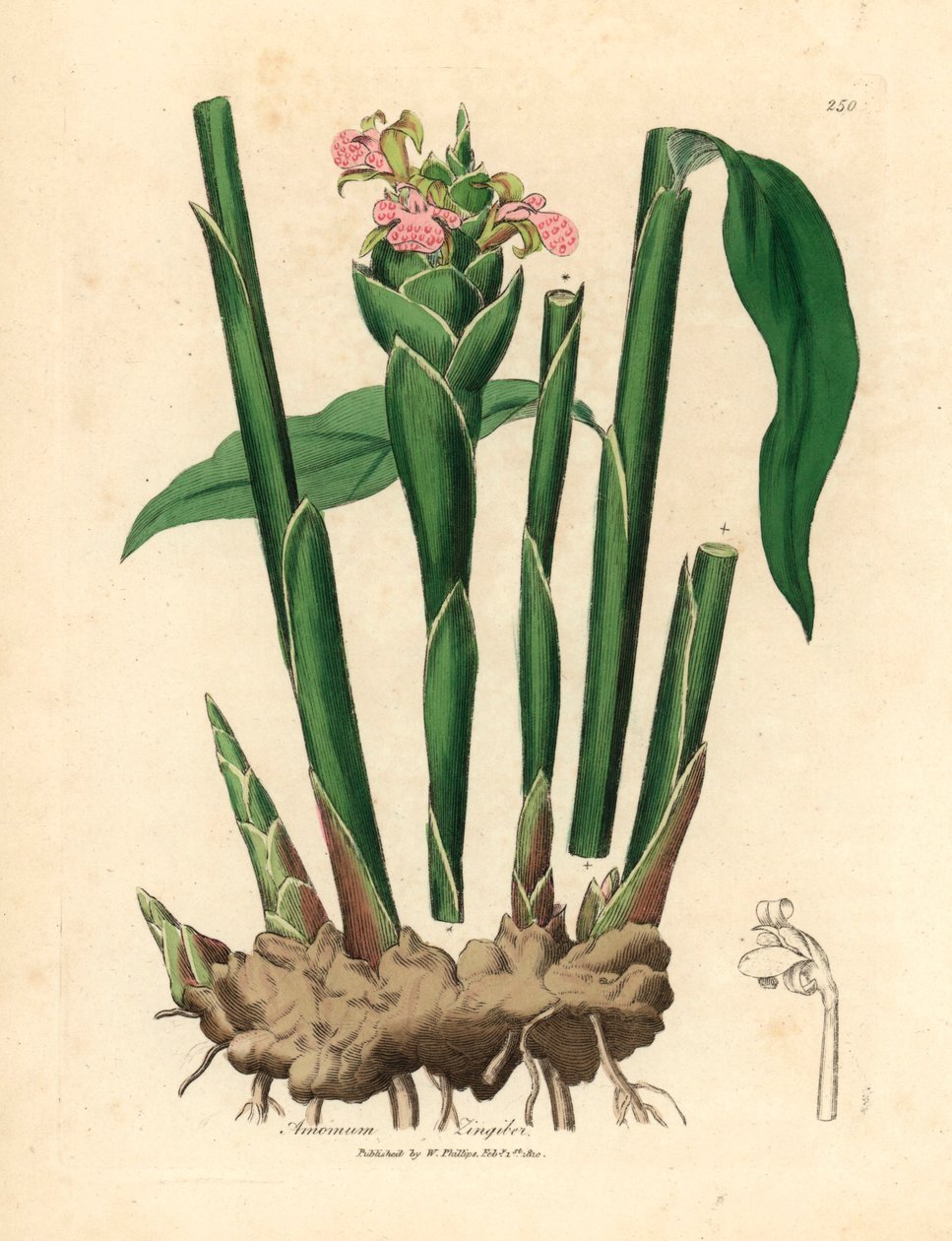 الزنجبيل الضيق الأوراق ، Zingiber officinale ، من رسم نباتي لجيمس سوربي من ويليام وودفيل والسير ويليام جاكسون هوكر "علم النبات الطبي" عام 1832 (نقش على لوح نحاسي ملون يدويًا) بواسطة جيمس (بعد) سوربي